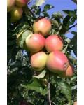 Яблуня домашня Пінова (пізня) | Яблоня домашняя Пинова (поздняя) | Malus domestica Pinova